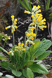 Primula veris - (Frühlings)-Schlüsselblume 