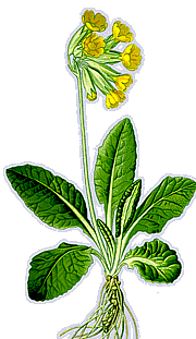 Primula veris - (Frühlings)-Schlüsselblume 