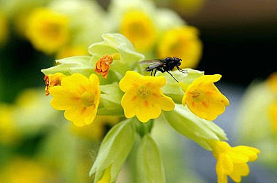 Echte Schlüsselblume (Primula veris)