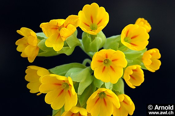 Primula veris - (Frühlings)-Schlüsselblume 