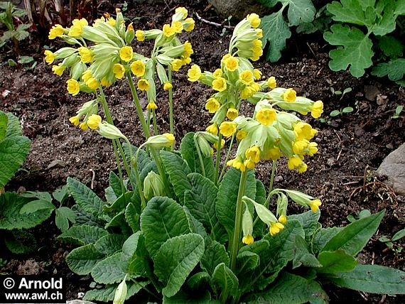 Schlüsselblume  - Primula veris