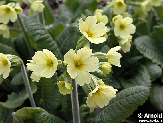 Waldschlüsselblume 