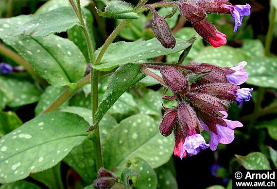 Lungenkraut mit Blüte