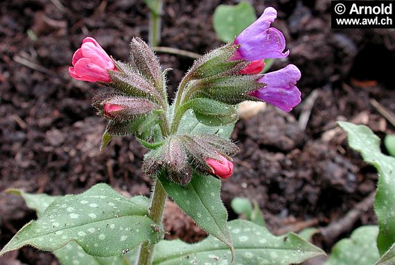 Pulmonaria officinalis - Lungenkraut