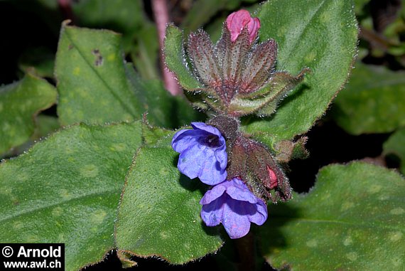 Pulmonaria officinalis - Lungenkraut