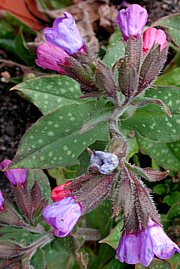 Pulmonaria officinalis