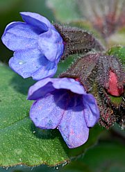 Pulmonaria officinalis