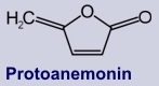 Protoianemonin - Inhaltsstoff der Küchenschelle