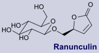 Ranuculin - Inhaltsstoff der Küchenschelle