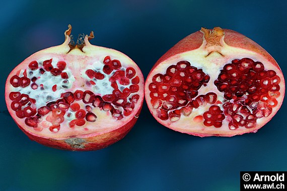 Punica granatum - Granatapfel, Grenadine