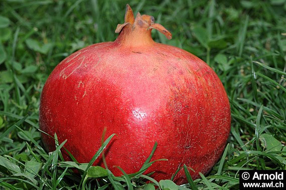 Punica granatum - Granatapfel, Grenadine