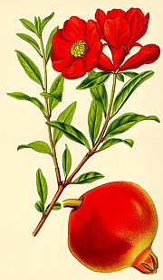 Punica granatum - Granatapfel, Grenadine