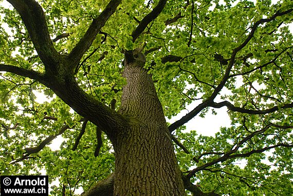Eichenrinde - Eiche (Baum)