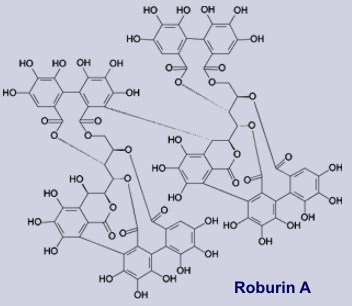 Roburin - Inhaltsstoff der Eichenrinde
