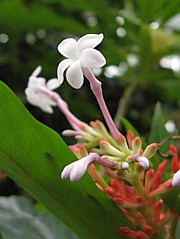 Rauvolfia serpentina - Schlangenholz