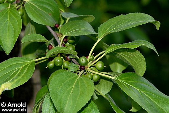 Kreuzdornpflanze (Rhamnus catharticus)