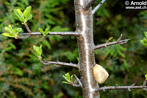 Purgier Kreuzdorn (Rhamnus catharticus)