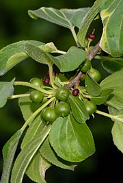 Rhamnus catharticus - Echter Kreuzdorn