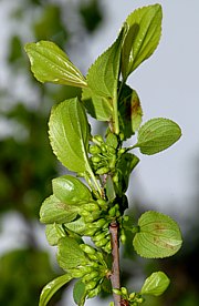 Rhamnus catharticus - Echter Kreuzdorn