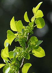 Rhamnus catharticus - Echter Kreuzdorn