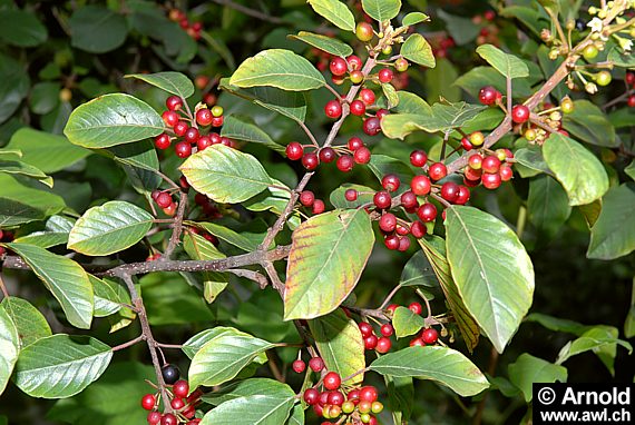 Faulbaum mit Beeren