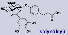 Isolindleyin - Inhaltsstoff der Medizinalrhabarber