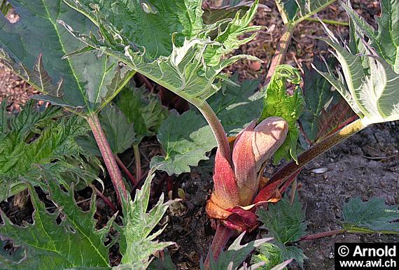 Rheum palmatum - Medizinalrhabarber