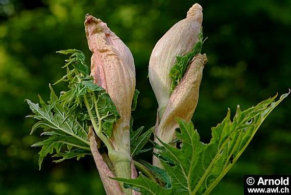 Rheum palmatum - Medizinalrhabarber