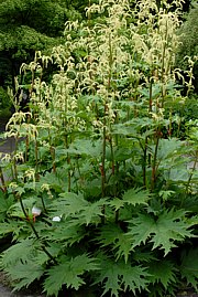 Rheum palmatum - Medizinalrhabarber