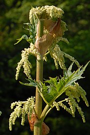 Rheum palmatum - Medizinalrhabarber