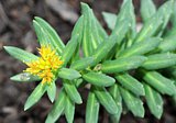 Goldene Wurzel (Rhodiola rosea, Rosenwurz)