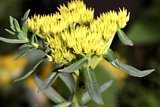 Rhodiola rosea (Rosenwurz mit Blüte)