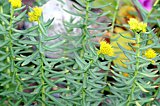 Rosenwurz - Rhodiola rosea (Habitus)