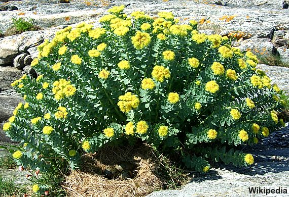 Rhodiola rosea - Rosenwurz