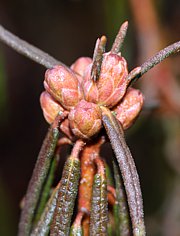 Sumpfporst - Rhododendron tomentosum