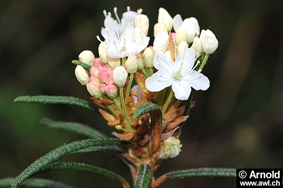 Sumpfporst - Rhododendron tomentosum
