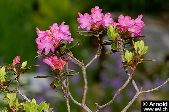 Rostblättrige Alpenrose - Rhododendron ferrugineum