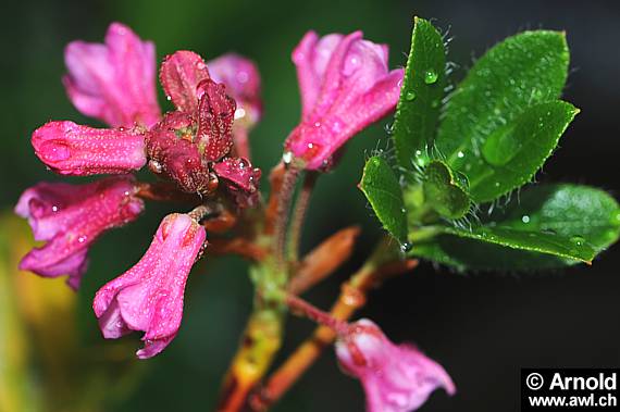 Bewimperte Alpenrose