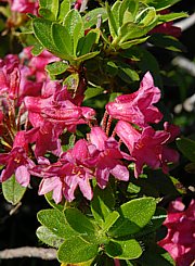 Rhododendron ferrugineum - Rostblättrige Alpenrose
