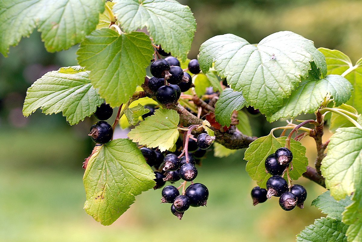 Schwarze Johannisbeere als Heilpflanze - AWL.ch