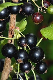 Schwarze Johannisbeere - Ribes nigrum 
