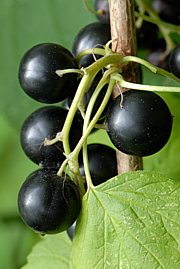 Schwarze Johannisbeere - Ribes nigrum 