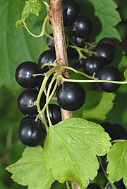 Schwarze Johannisbeere - Ribes nigrum 