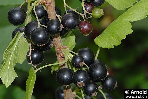 Schwarze Johannisbeere - Ribes nigrum