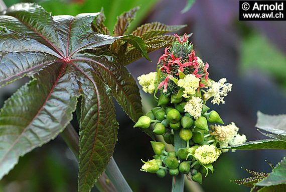 Ricinus communis - Rizinus, Wunderbaum