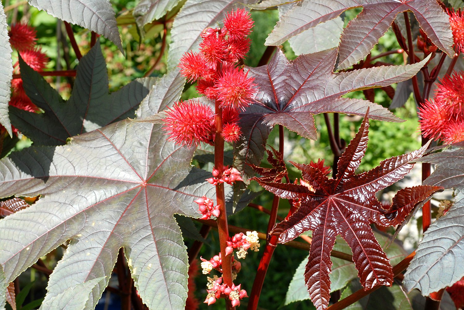 Rizinus, Wunderbaum - Ricinus communis 