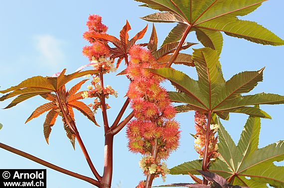 Wunderbaum - Rizinus (Ricinus communis)