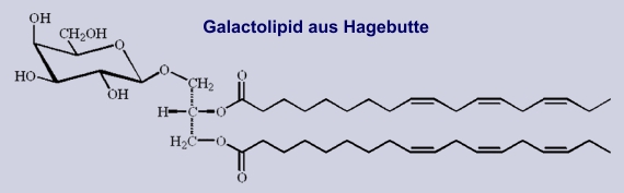 Galactolipid aus Hagebutte