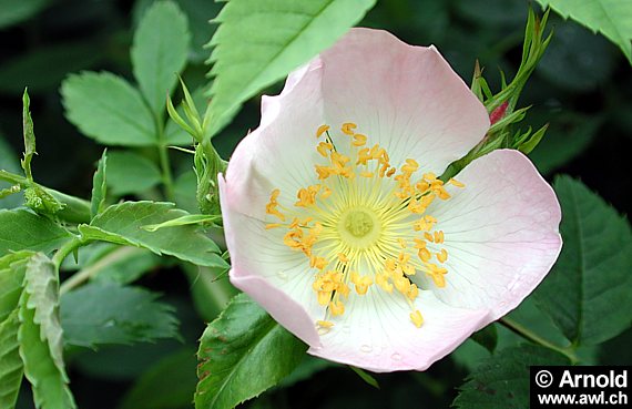 Rosa canina - Heckenrose, Hundsrose