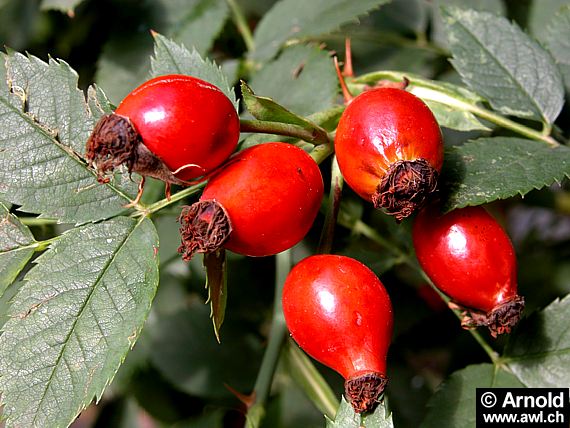 Hagebutte (Rosa canina)